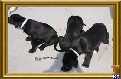 Kansas Irish Wolfhound Puppies